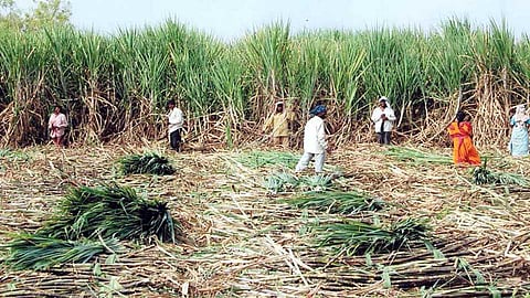 Sugar factories in western Maharashtra will be in trouble