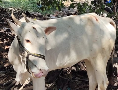 Thieves beat animals at Kanhur Plateau