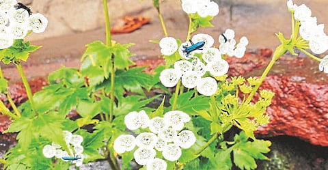 Srirangi plant was first found on Harishchandra fort