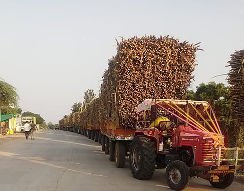 The mula sugar factory season begins in earnest