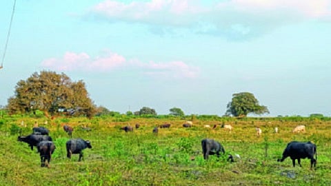 स्मृतीवन.jpg