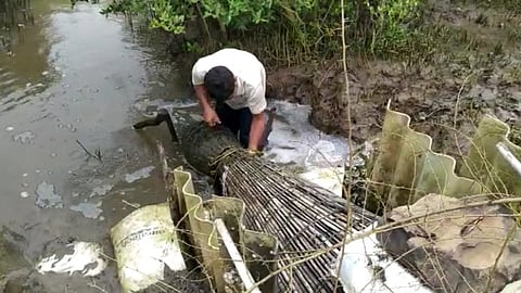 नशीब रुतले चिखलात! पिकत्या भातशेतीवर उगवले कांदळवन; लॉकडाऊनमुळे रोजचं पोट भरणं कठीण