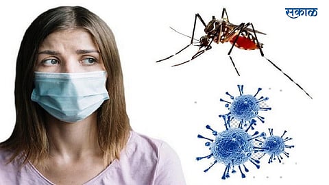 पावसाळ्यात डास आणि माश्यांपासून कोरोनाचा धोका असतो का? वाचा तज्ज्ञांनी दिलेली अभ्यासपूर्ण माहिती