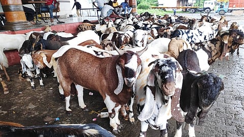 'बकरी ईद'साठी राजस्थानातून बोकड दाखल; मात्र मागणी नसल्याने व्यापाऱ्यांचे नुकसान...