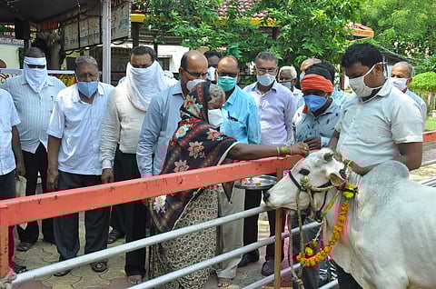 Ghatbori's widow women gets pair of bulls