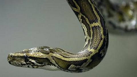 snakefriend akshay kharen save the life of a snake in a trapped