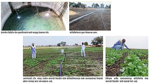 वर्षभरात पाच हंगामांत दर्जेदार कोथिंबीर