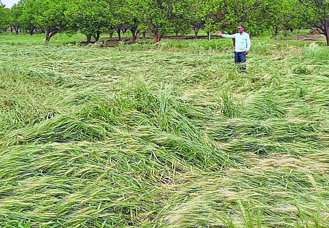 Farmers loss