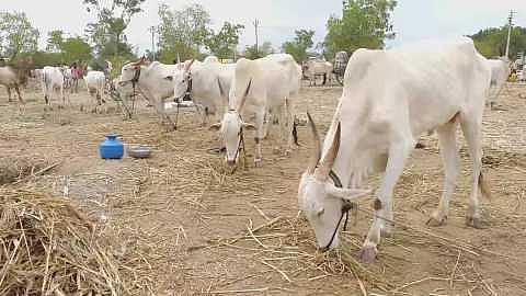 animal market