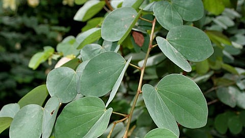 apta leaf
