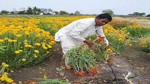 ausa farmer