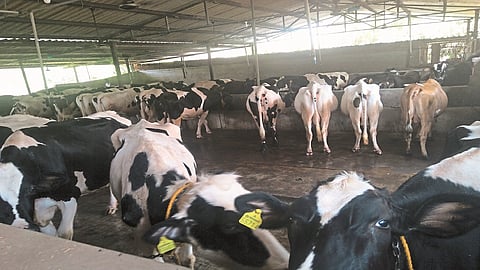दुग्धव्यवसायासाठी ऑस्ट्रेलियातून आणण्यात आलेल्या गाई