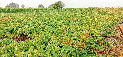 Orchards, agricultural crops Huge damage of Prematurely rain in Solapur district