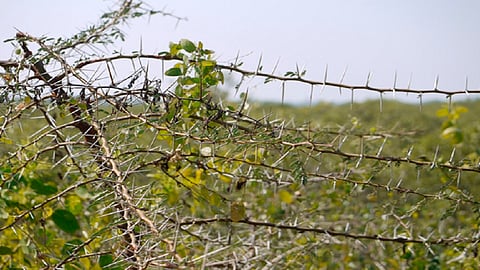 kind of acacia one fastly spreading in kolhapur city called vedi babhali control in his spreading in city area in kolhapur