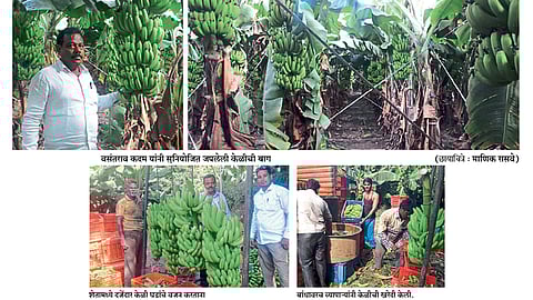 केळीच्या विलियम्स वाणाचा आश्वासक प्रयोग