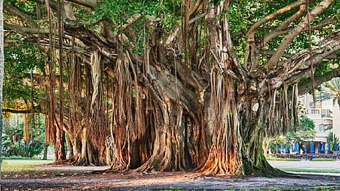 banyan trees.jpg