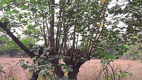 पश्चिम महाराष्ट्राच्या उसाला रायगड जिल्ह्याचा आधार