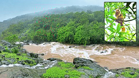 bhimashankar