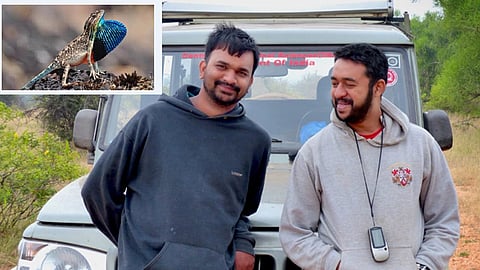 पवनचक्क्यांमुळे वाढले सरडे