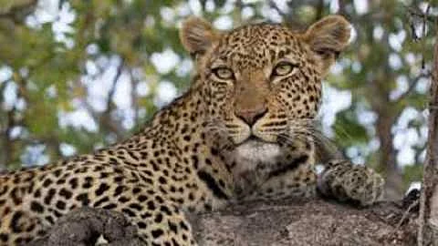 9 Leopards Died In 16 Year In Shirala Taluka Sangli Marathi News