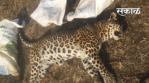 The body of a leopard was found in North Umarkhed forest reserve