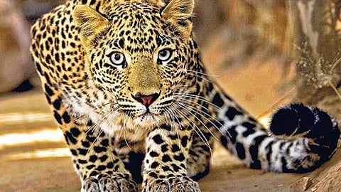 निर्ढावलेल्या बिबट्याचा दुचाकीस्वारावर हल्ला, शेळ्यांचाही फडशा!