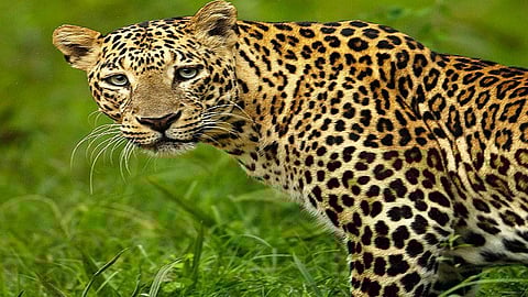 the statement of forest officer live with leopards in konkan but the farmer also question to how survive with leopard in ratnagiri