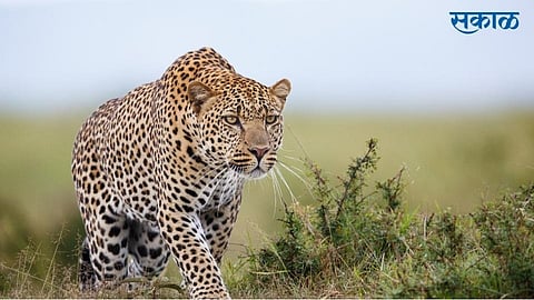 leopard attack on poultry house 500 when finished in lanja ratnagiri