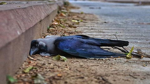 Bird Flu ला घाबरू नका, मृत पक्षी आढळल्यास 'या' हेल्पलाईनवर संपर्क साधा