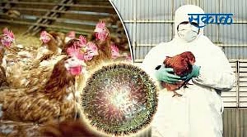 bird flu
