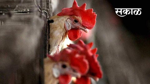 Russia says detected first case of H5N8 avian flu in humans