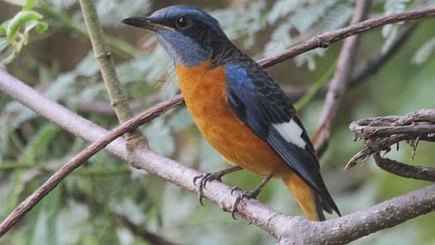 bird.jpg