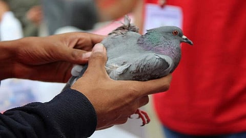 birds