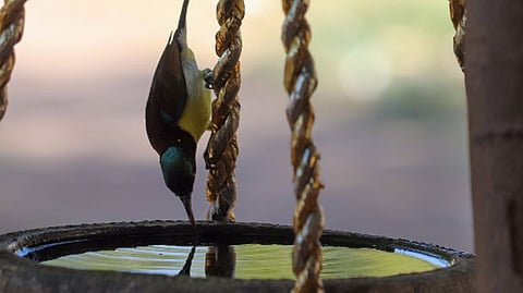 birds file photo