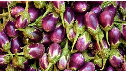 benefits of eating eggplant nagpur news