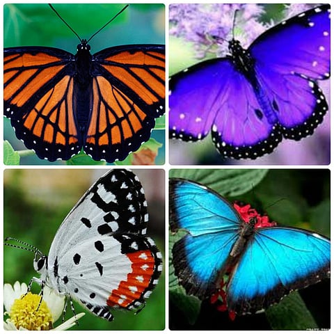 अरे व्वा ! जळगाव परिसरात आहे फुलपाखरांच्या ५५ विविध प्रजाती