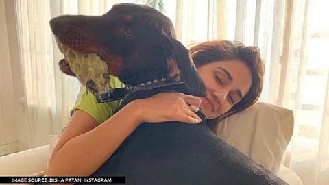 disha patani