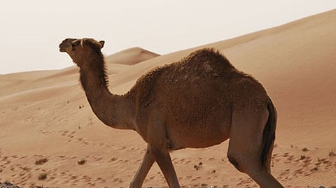 camel-sold-for-14-crores