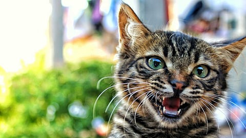 complaint against Cats on sarathi in pimpri