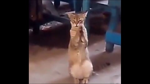 cat clapping after hearing lord ganeshas aarti video viral