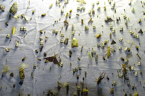 जगातील पाच लाख पैकी...एकट्या खानदेशात पतंगाच्या आढळतात तीनशे प्रजाती