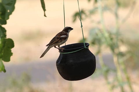 water activities birds