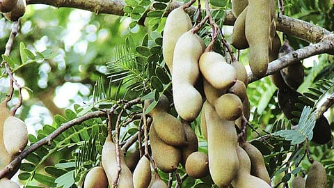 Satara Latest Marathi News