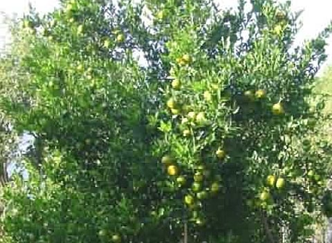 farmer got three lakh rupees form sweet lime farming in savner