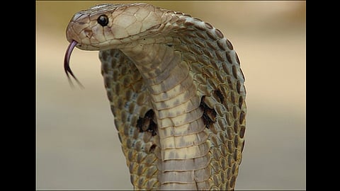 Snake found voting machine in Kannur at kerala