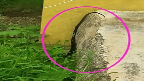 cobra kasbe sukene.jpg