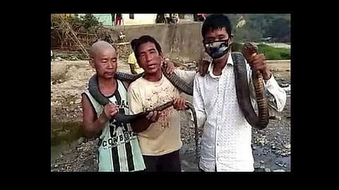 lockdown 3 people kill 12 feet cobra for meat at arunachal pradesh