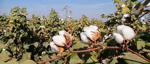 cotton