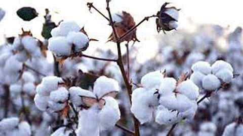 Suggestions for Purchase of Cotton