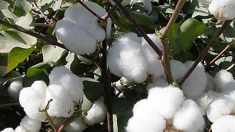 cotton farmers are looking forward to cci buy cotton nashik marathi news